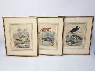 CHROMOLITHOGRAPS