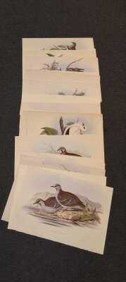 Goulds Pigeons
