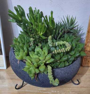 Succulent Garden
