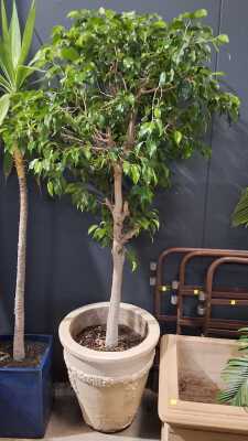 Potted Ficus