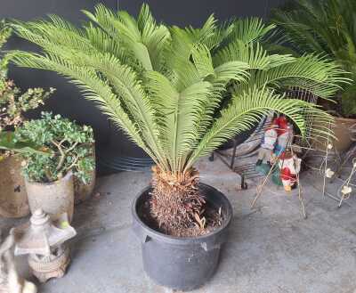 Cycad