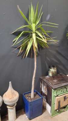 Potted Plant