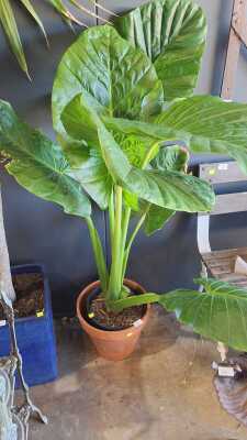 Pot Plant