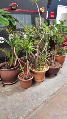 Pot Plants