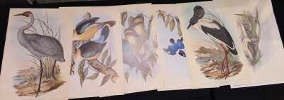 Gould Prints