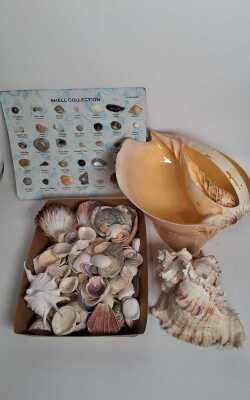 1282 · SEASHELLS