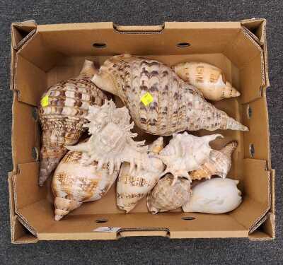 Seashells