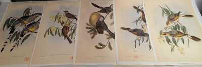 Goulds Honeyeaters