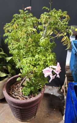 POTTED VINE