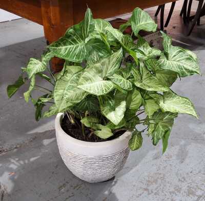 POT PLANT