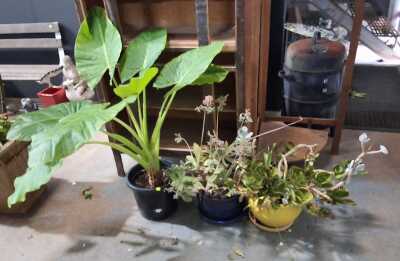 POTTED PLANT LOT