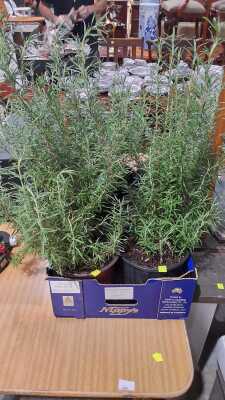 POT PLANTS