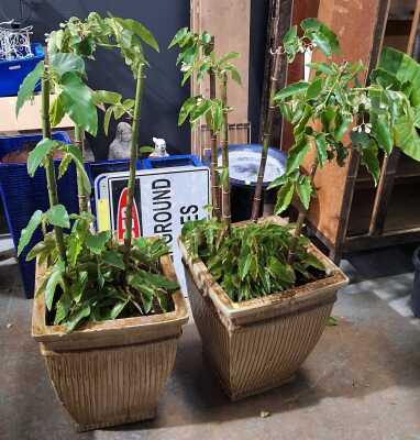 POTTED BEGONIAS
