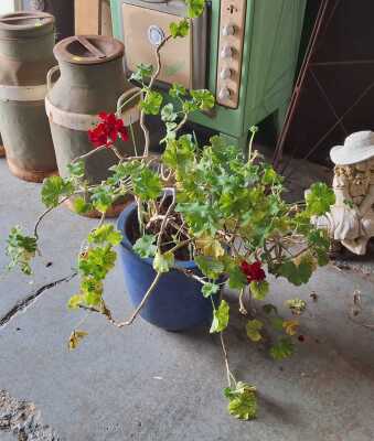 POTTED GERANIUM