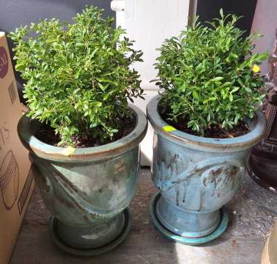 POTTED ENGLISH BOX