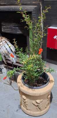POTTED POMEGRANATE