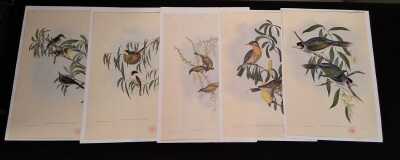 Goulds Honeyeaters