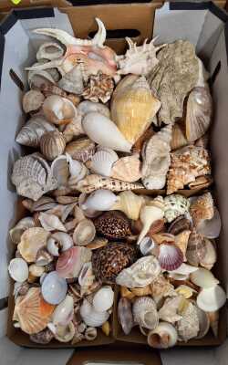 SEASHELLS