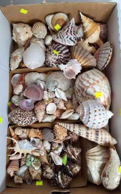 SEASHELLS