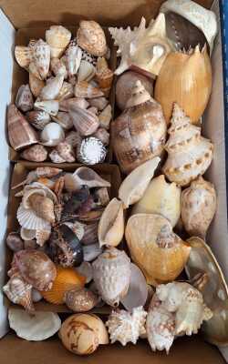 SEASHELLS