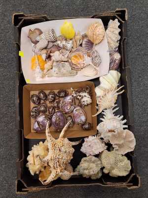 BEACHCOMBERS LOT