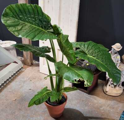 Potted Elephant Ear