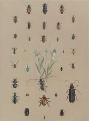 GEORGE FRENCH ANGAS (Australia, New Zealand, 1822- 1886)