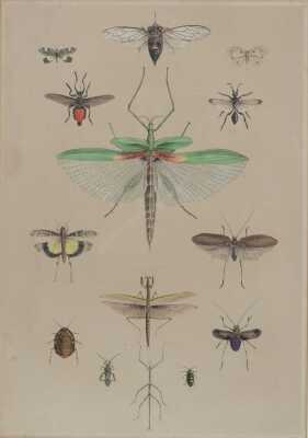 GEORGE FRENCH ANGAS (Australia, New Zealand, 1822- 1886)