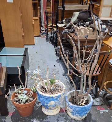 Potted Succulents