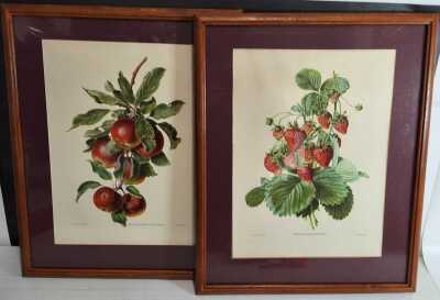 Fruit Prints