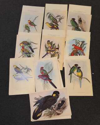 Goulds Parrots