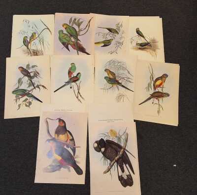 1383 · GOULDS PARROTS
