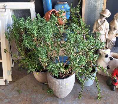 452 · POTTED SUCCULENTS