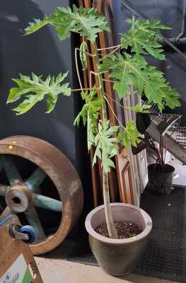 455 · POTTED PAPAYA