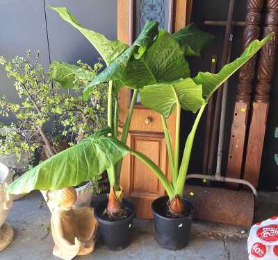 Potted Elephant Ears