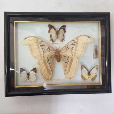 Insect Specimens