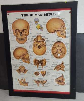 Medical Poster
