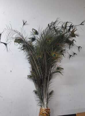 Peacock Feathers