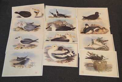 Goulds Seabirds