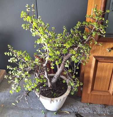 503 · POTTED JADE