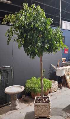 509 · POTTED FICUS