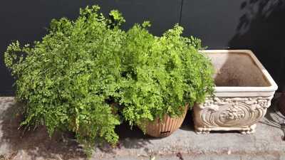 Potted Ferns