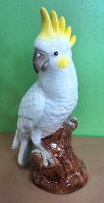 Cockatoo