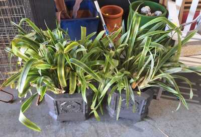 Potted Bromeliads