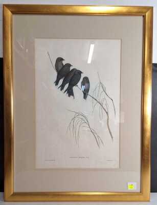 Gould, John & Richter, Henry