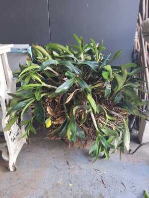 POTTED ORCHID