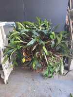 POTTED ORCHID