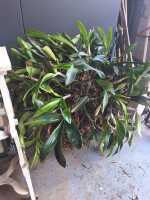 POTTED ORCHID - 2