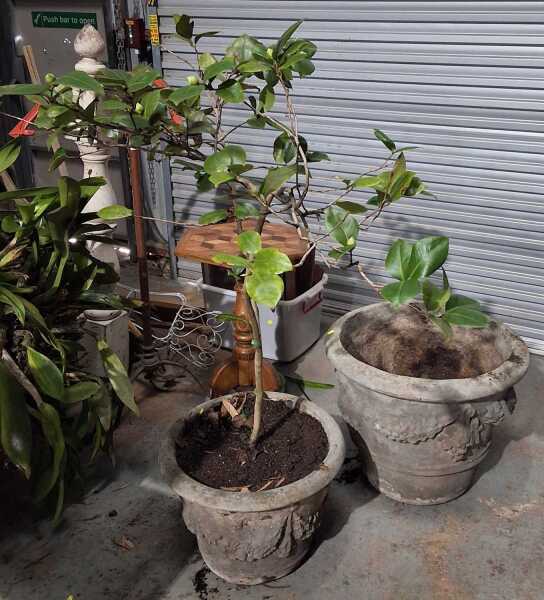 POTTED CAMELLIA AND PLANTER