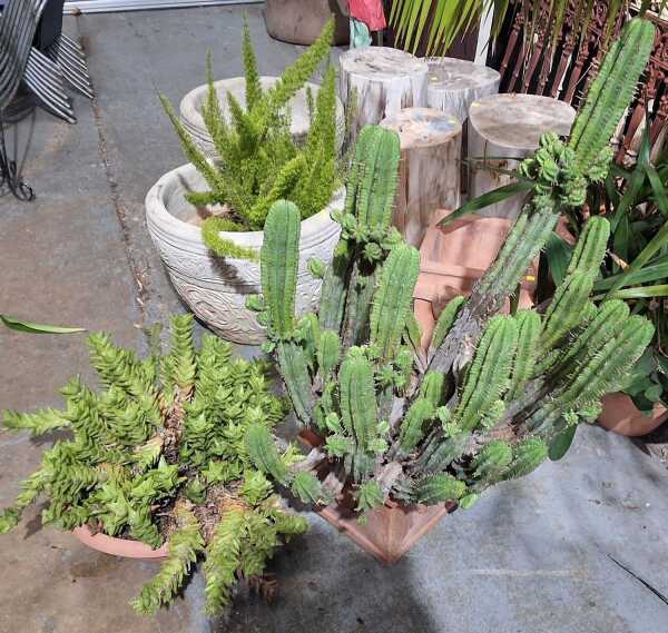POTTED PLANTS